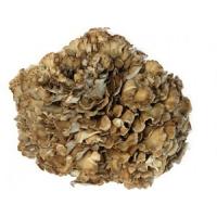 Maitake MD-frakció 150mg kivonat 20:1 + C-Vitamin 100 kapszula